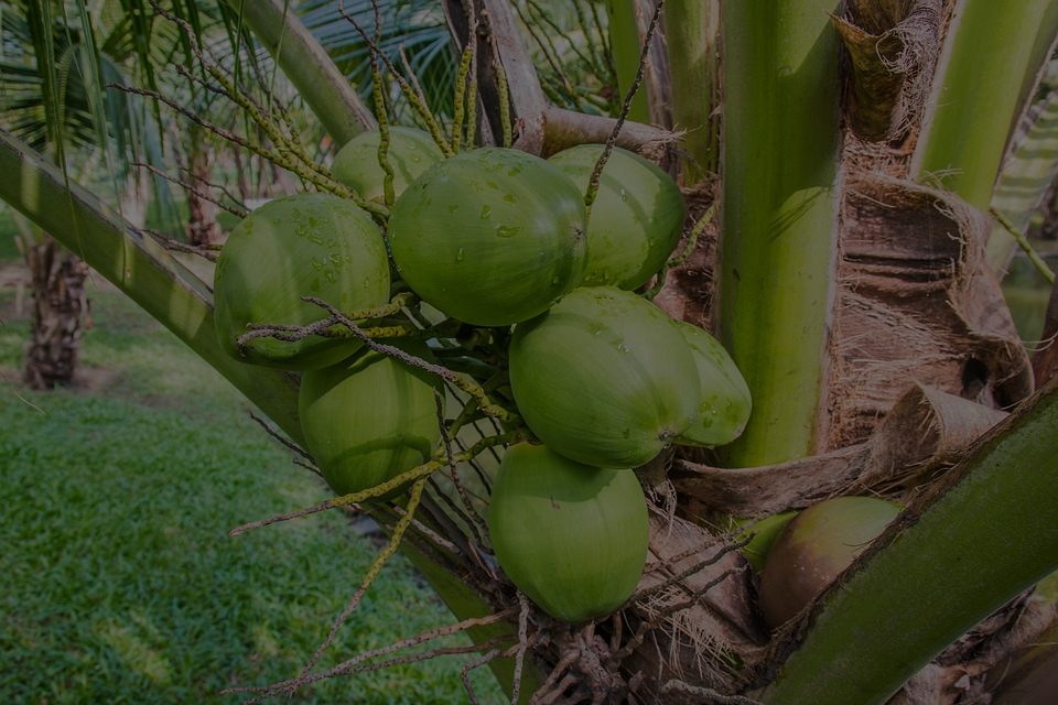 Coconut plantation